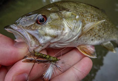Best Smallmouth Bass Flies A Guide To Productive Smallmouth Bass