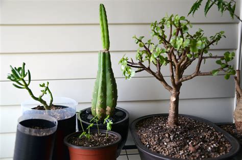 There are 301 san pedro cactus for sale on etsy, and they cost 25,15 $ on average. New cristate echinopsis sp, plus more - The Ethnobotanical ...