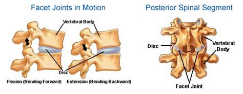 Portsmouth And Chichester Spine Surgeon Uk Facet Joint