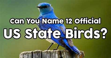 International is a 13 letter long word starting with i and ending with l. Can You Name 12 Official US State Birds? | QuizPug