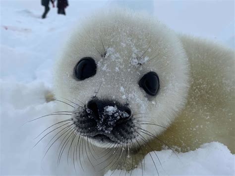 Watching The Baby Seals In The Russian White Sea In 2022 Artofit