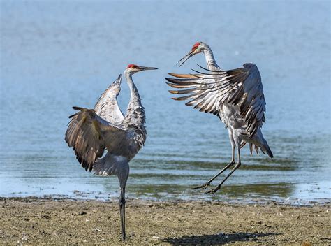 Leaping With Sandhill Cranes Birdnote