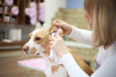Important Tips For Pet Ear Cleaning Beverly Hills Veterinary