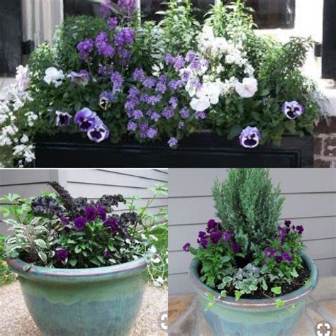 Winter Pots Garden Pots Purple Flowers Plants