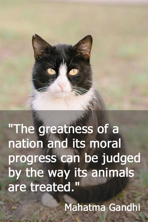 7 Inspurrational Quotes For Proud Lovers Of Feral Cats Thecatsite