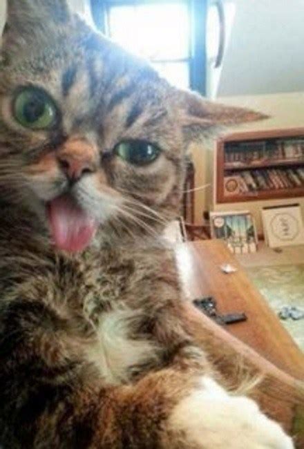 Top 10 Funniest Images Of Cats Pulling Faces