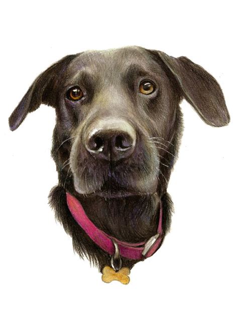 Renatex I Will Draw An Amazing Realistic Portrait Of Your Pet For 40