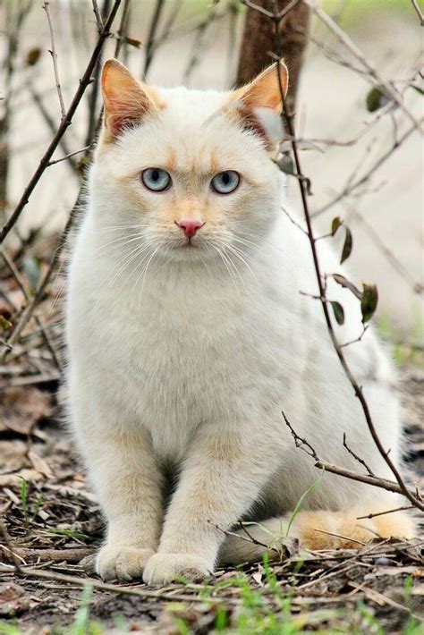 Mysterious White Cat A Beauty Prettycats Pretty Cats Cute Cats