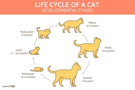 Life Cycle Of A Cat Stages Of Development