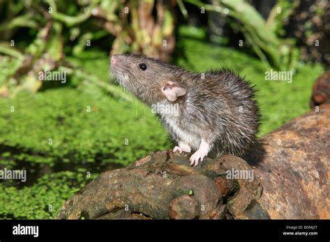 Brown Rat Rattus Norvegicus Captive August 2009 Stock Photo Alamy
