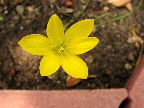 Plantfiles Pictures Zephyranthes Species Citron Zephyr Lily Yellow