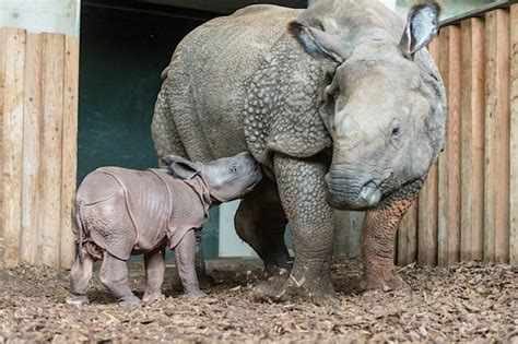 With The Birth Of An Indian Rhino Zoo Basel Tries A New Approach