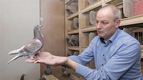 Nutrition Tips For Pigeon Breeders Of Nico Jan Koenders Moulting