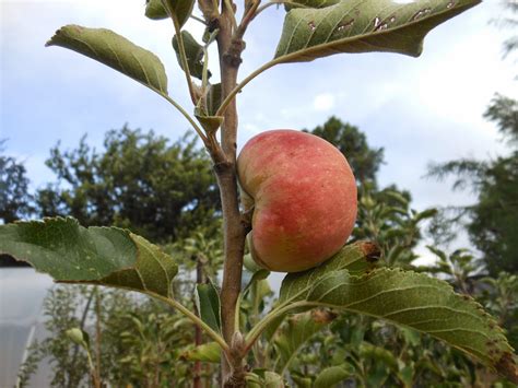 In a large glass bowl, add thinly sliced apple and lemon juice. Trees That Please Nursery: Pink Lady Apple Trees On Sale!