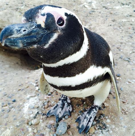 The Number Of Single Male Magellanic Penguins Is Rising At This