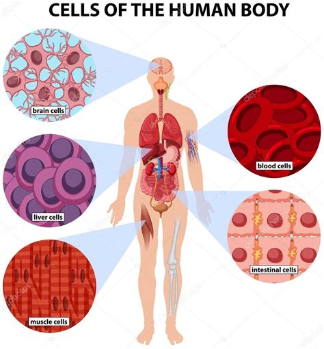 Las Células Del Cuerpo Humano Vector Gráfico Vectorial