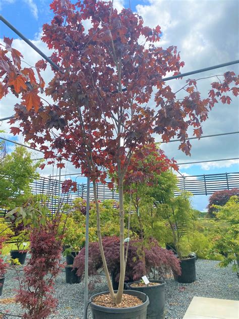 Acer Platanoides Royal Red Uk Plants Architectural Plants