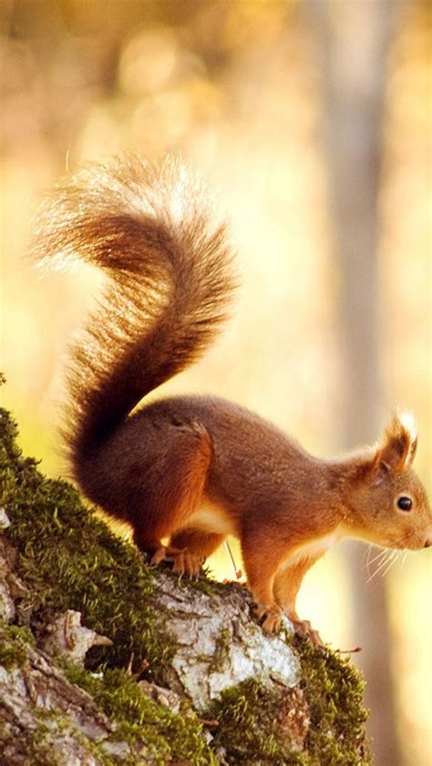 Free download squirrels wallpapers for your desktop. Squirrel Mobile Wallpaper - Mobiles Wall | Animals ...