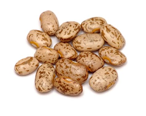 Common Bean Description Varieties Origin And Facts Britannica