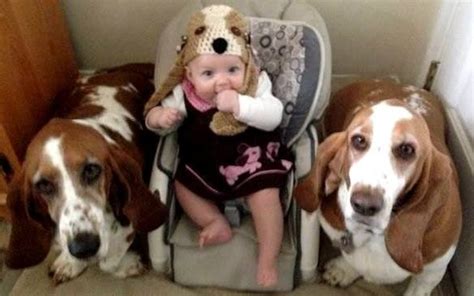 12 Signs You Are A Crazy Basset Hound Person Page 3 The Paws