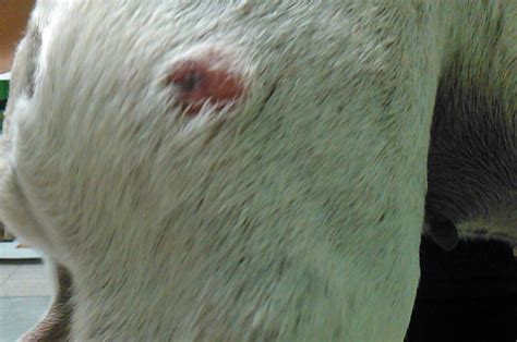 Mastocitoma cutáneo en perros y gatos Clínica veterinaria Bolta