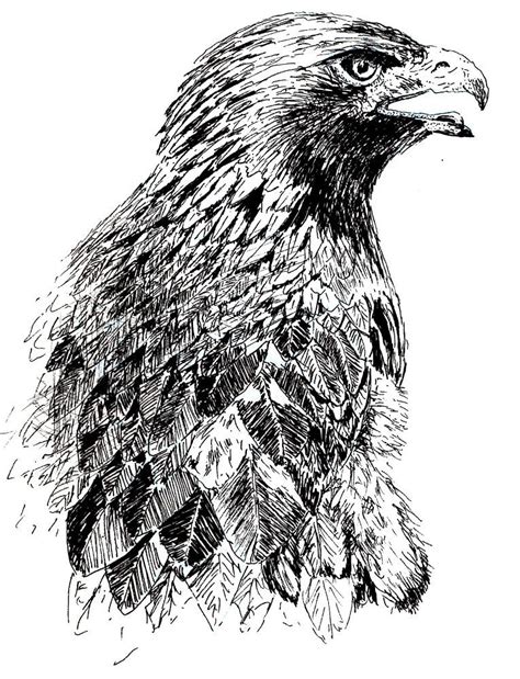 Pen drawing, artwork executed wholly or in part with pen and ink, usually on paper. How to Draw a Golden Eagle in Pen and Ink — Online Art Lessons