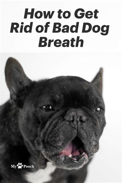 6 Natural Remedies To Cure Your Dogs Bad Breath Dog Bad Breath Remedy