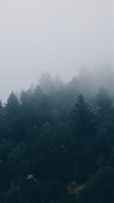 Forest Trees Fog Wallpaper 1080x1920