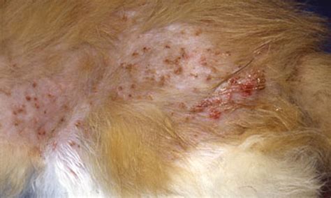 43 Hq Pictures Miliary Dermatitis Cat Fleas What Is Feline Miliary
