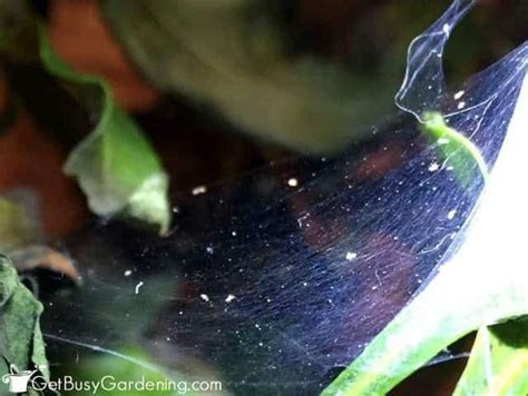 How To Get Rid Of Spider Mites On Houseplants For Good Spider Mites