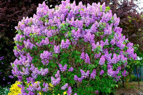 How To Grow Common Lilac Flowering Shrubs Clean Air Gardening