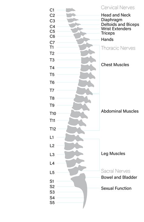 Spine And Spinal Cord Anatomy