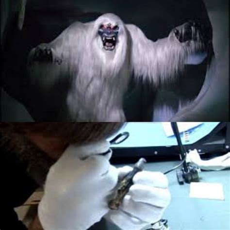 Folks Has The Yeti Mystery Finally Been Solved In 2020 Bear