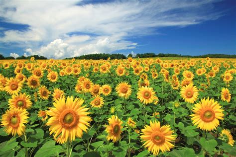 7 Best Sunflower Fields In Japan Japan Travel Guide Jw Web Magazine