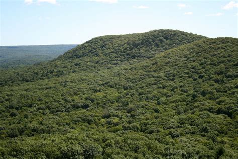 Spicebush Log Views Of Long Mountain
