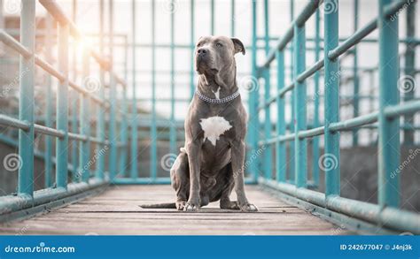 Faithful Friend: Silver Pitbull at the Blue Fence Stock Image - Image