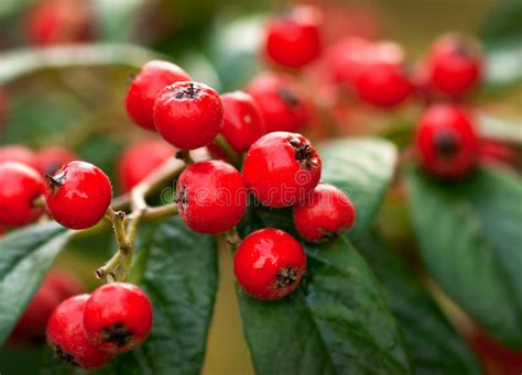 Red Fall Berries Stock Image Image Of Crimson Plant 16763455