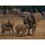 Over 30 Elephants Sent From Zimbabwe To China  Newslibre