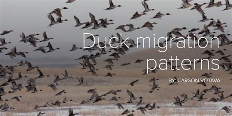 Duck Migration Patterns