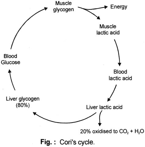 What Is Cori Cycle