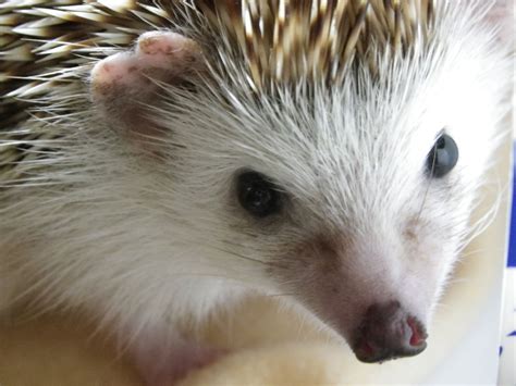 Knuckles Profile Pic Hedgehog Pet Cute Animals Animals