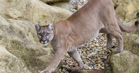 Cougar Trap Rule Contested In Court