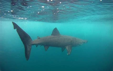 Donegal The Perfect Spot For A Shark Park Us Expert Shark Ocean