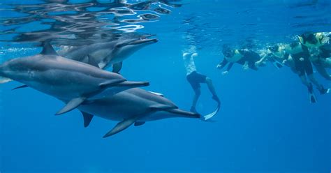 Dolphin Snorkeling In West Oahu Adventure Tours Hawaii