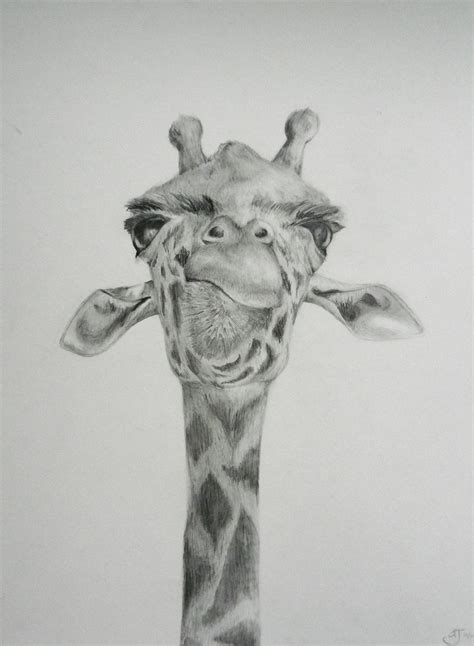 Giraffe Drawing on Behance