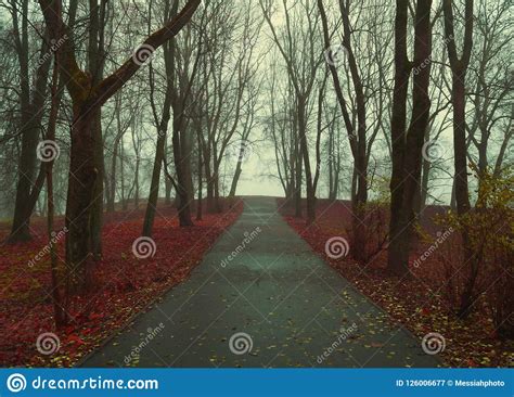 Autumn Landscape Foggy Autumn Park Alley With Bare Trees And Dry