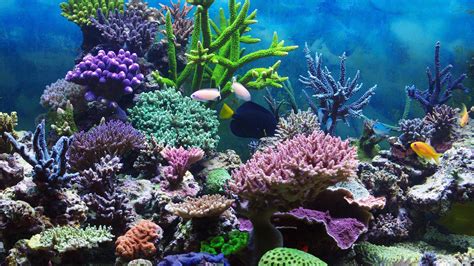 Coral Reef Wallpapers 62 Images