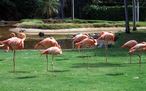 Wallpaper Birds Grass Wildlife Zoo Flamingos Nature Reserve