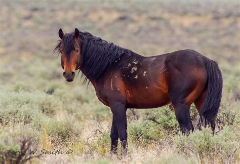 Gorgeous Wild Dark Bay Mustang Most Beautiful Animals Beautiful