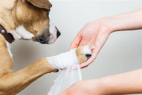 Negative Pressure In Veterinary Medicine — The Wound Vac Company Blog